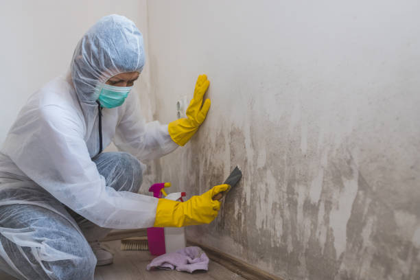 Best Mold Damage Repair  in Cassville, WV