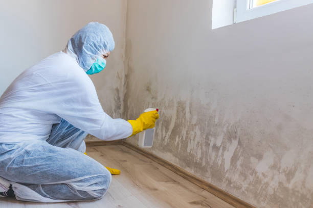 Best Residential Mold Removal  in Cassville, WV