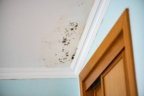 Best Same-Day Mold Removal  in Cassville, WV