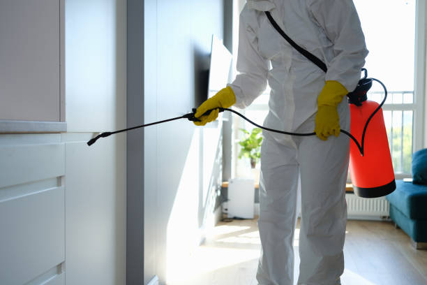 Best Mold Removal Company Near Me  in Cassville, WV