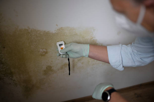 Best Residential Mold Removal  in Cassville, WV