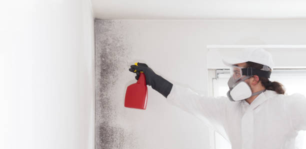 Best Local Mold Removal Service  in Cassville, WV
