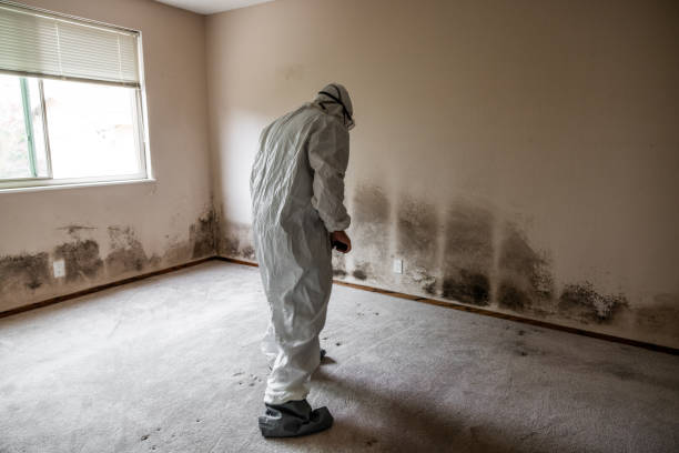 Best Certified Mold Removal  in Cassville, WV