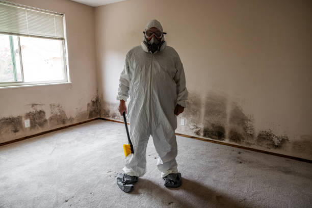 Certified Mold Removal in Cassville, WV