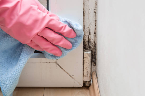 Best Office Mold Removal Services  in Cassville, WV