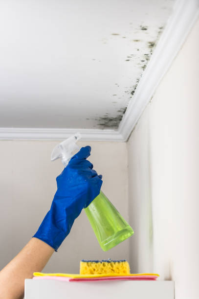 Best Mold Remediation Experts  in Cassville, WV